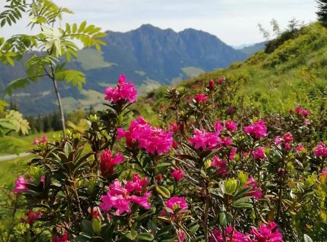 Апартаменты Stocker's Wohlfuehlapartments Райт (Альпбахталь)